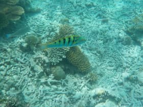 魚ウォッチング