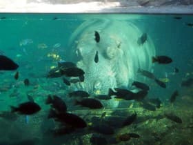 水槽の中の魚とカバ