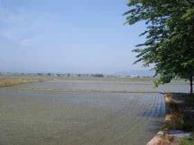 近くの水田
