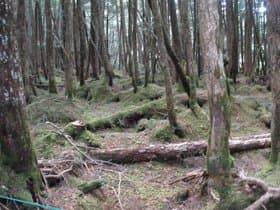 木が倒れそうです
