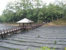 わさび農場