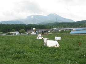 牧場内