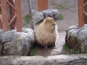 北海道 旭山動物園