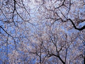 兵庫県　明石公園の桜