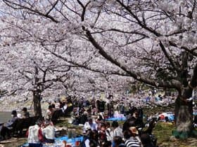 明石公園　花見をする人々