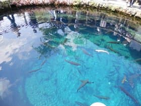 底まで透き通っている水