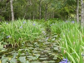 箱根湿生花園内
