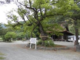 大楠木