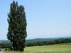 北海道 ケンとメリーの木