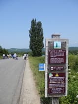 看板とケンとメリーの木