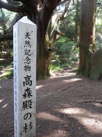 熊本県 天然記念物高森殿の杉