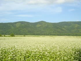 幌加内　そば畑