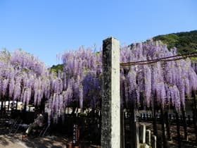 福岡県 黒木の大藤