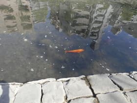 鯉が悠々と泳いでいます