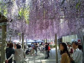 兵庫県 大歳神社千年藤