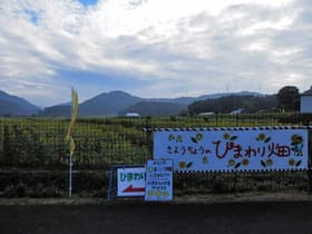 兵庫県 佐用のひまわり畑