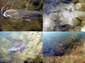 泳いでいる魚