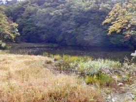 シーズンには花が咲くのでしょう。