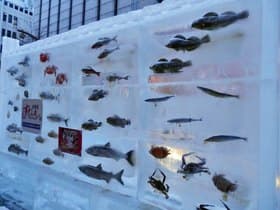 魚が氷漬けに