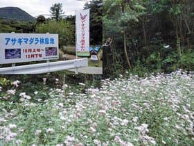 大分県 姫島のアサギマダラ