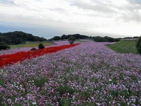 兵庫県 あわじ花さじき