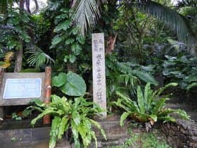 石垣島 米原ヤエヤマヤシ群落