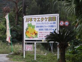 石垣島 川平マエタケ農園