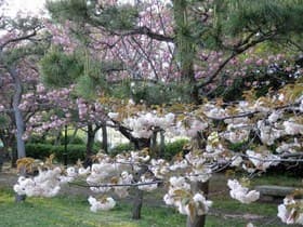 二の丸広場の桜