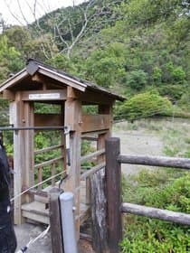 奈良県 十津川の野猿