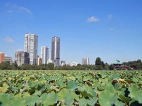 東京都 不忍池周辺