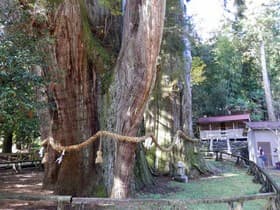 高知県 日本一の大杉