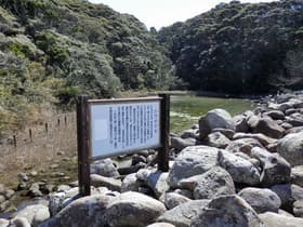 シラタマモ生息の大池