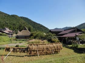 稲を干している風景