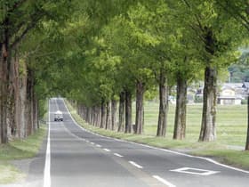 滋賀県 メタセコイア並木道