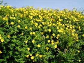 道端に咲く花
