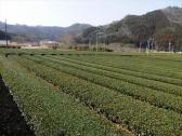 兵庫県 篠山の茶畑