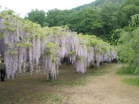和気の藤棚園内その2