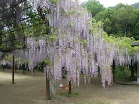和気の藤棚園内その3