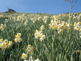 山の斜面の水仙