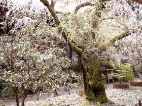 垂れ桜