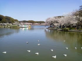 明石公園　剛池