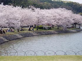 明石公園　剛池の桜