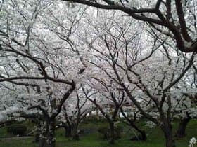 明石公園　剛池の桜2