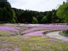 三田市　「花のじゅうたん」