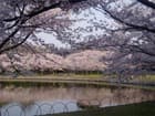兵庫県　明石公園は今が桜満開