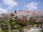 岡山県倉敷市種松山公園の桜