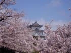 明石公園の桜は今がピーク