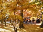 京都　清水寺紅葉